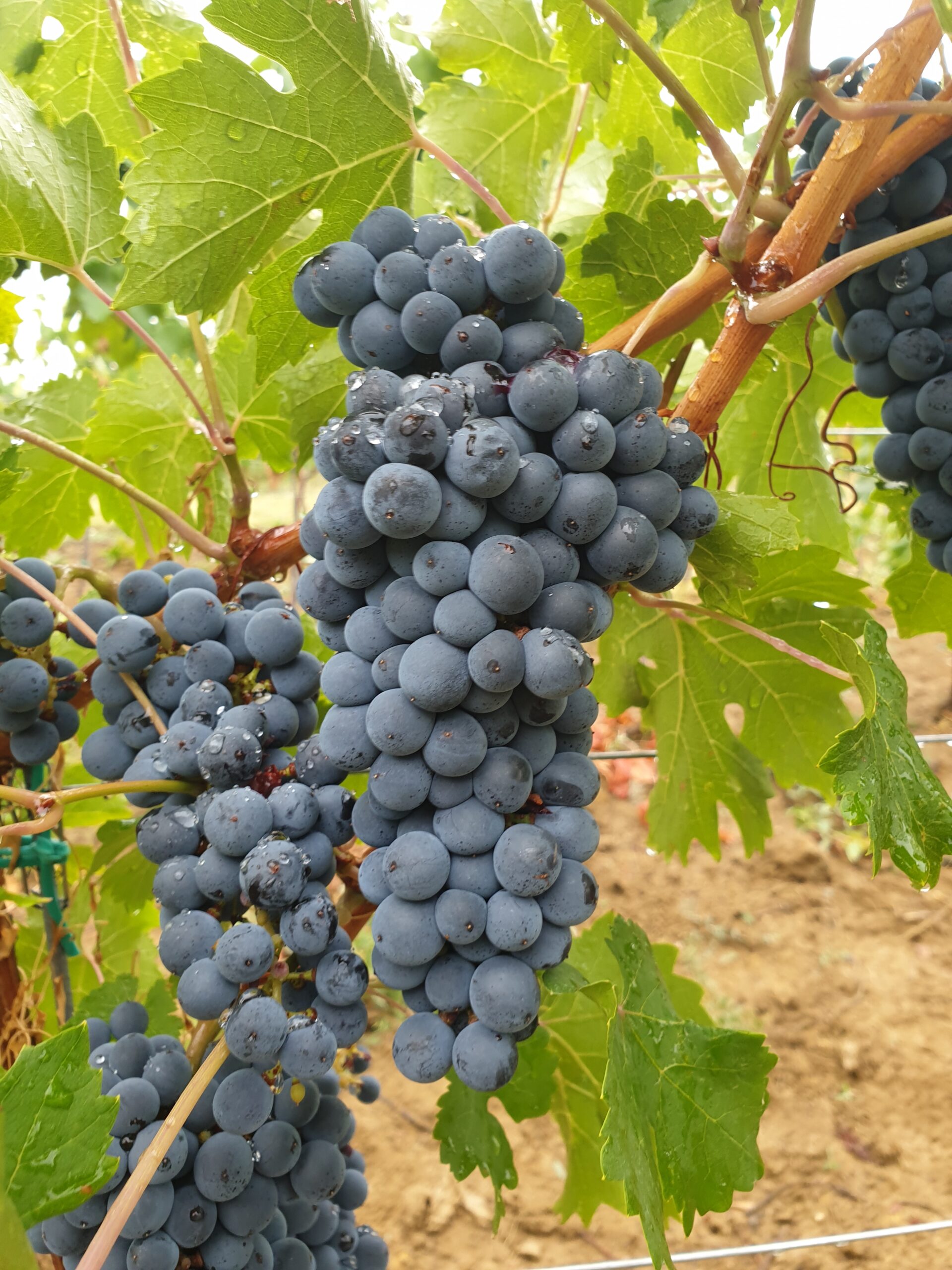 Cabernet Volos_DS (2)